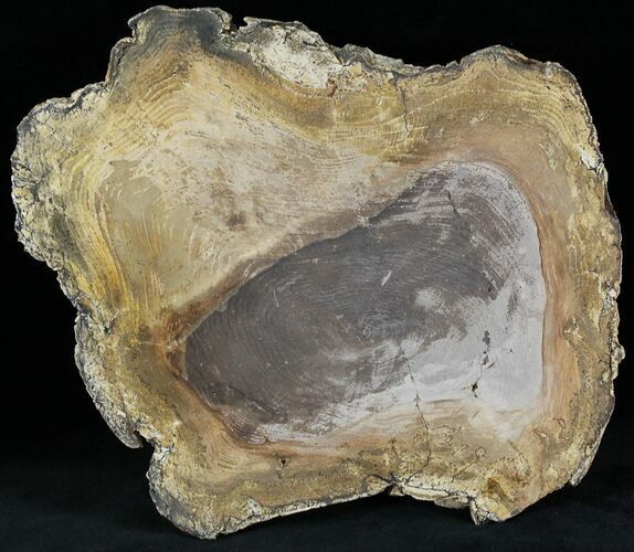 Polished Petrified Wood Round - Sweethome, Oregon #25854